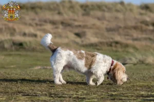 Mehr über den Artikel erfahren Grand Basset Griffon Vendéen Züchter und Welpen in Prag