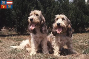 Mehr über den Artikel erfahren Grand Basset Griffon Vendéen Züchter und Welpen in Südmähren