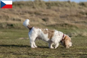 Mehr über den Artikel erfahren Grand Basset Griffon Vendéen Züchter und Welpen in Tschechien