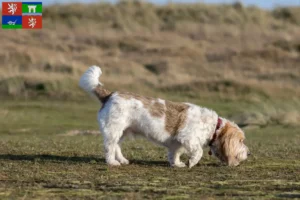 Mehr über den Artikel erfahren Grand Basset Griffon Vendéen Züchter und Welpen in Ústí