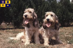 Mehr über den Artikel erfahren Grand Basset Griffon Vendéen Züchter und Welpen in Zlín