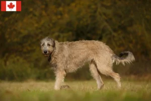 Mehr über den Artikel erfahren Irish Wolfhound Züchter und Welpen in Kanada