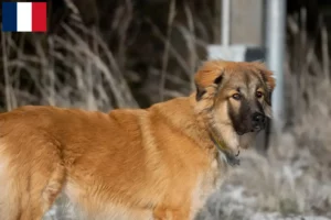 Mehr über den Artikel erfahren Kaukasischer Schäferhund Züchter und Welpen auf Réunion