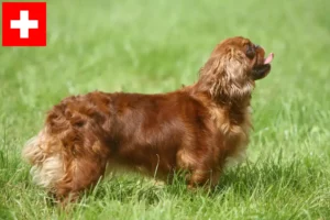 Mehr über den Artikel erfahren King Charles Spaniel Züchter und Welpen in der Schweiz