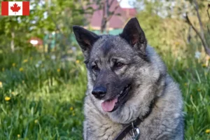 Mehr über den Artikel erfahren Norwegischer Elchhund Züchter und Welpen in Kanada