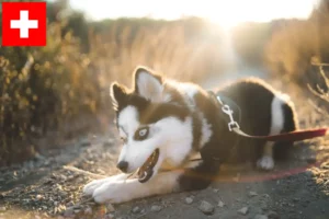 Mehr über den Artikel erfahren Pomsky Züchter und Welpen in der Schweiz