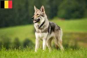 Mehr über den Artikel erfahren Saarloos-Wolfhund Züchter und Welpen in Belgien