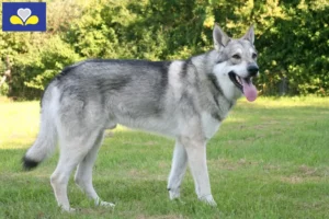 Mehr über den Artikel erfahren Saarloos-Wolfhund Züchter und Welpen in Region Brüssel-Hauptstadt