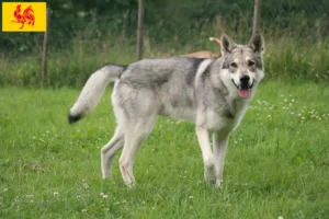 Mehr über den Artikel erfahren Saarloos-Wolfhund Züchter und Welpen in Wallonische Region