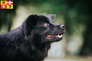 Mehr über den Artikel erfahren Schwedischer Lapphund Züchter und Welpen in Auvergne-Rhône-Alpes