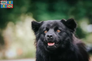 Mehr über den Artikel erfahren Schwedischer Lapphund Züchter und Welpen in Bourgogne-Franche-Comté