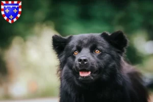 Mehr über den Artikel erfahren Schwedischer Lapphund Züchter und Welpen in Centre-Val de Loire