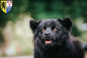 Mehr über den Artikel erfahren Schwedischer Lapphund Züchter und Welpen in Hauts-de-France