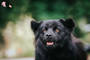 Mehr über den Artikel erfahren Schwedischer Lapphund Züchter und Welpen in Hovedstaden