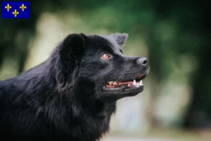 Mehr über den Artikel erfahren Schwedischer Lapphund Züchter und Welpen in Île-de-France