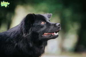 Mehr über den Artikel erfahren Schwedischer Lapphund Züchter und Welpen in Midtjylland