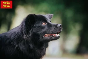 Mehr über den Artikel erfahren Schwedischer Lapphund Züchter und Welpen in der Normandie