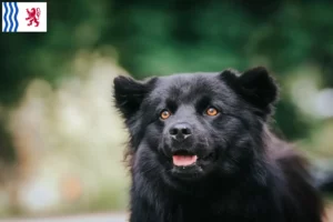 Mehr über den Artikel erfahren Schwedischer Lapphund Züchter und Welpen in Nouvelle-Aquitaine