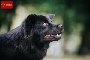 Mehr über den Artikel erfahren Schwedischer Lapphund Züchter und Welpen in Okzitanien