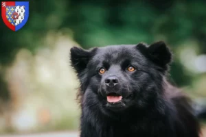 Mehr über den Artikel erfahren Schwedischer Lapphund Züchter und Welpen in Pays de la Loire