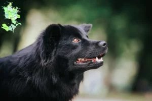 Mehr über den Artikel erfahren Schwedischer Lapphund Züchter und Welpen in Sjælland