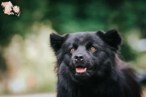 Mehr über den Artikel erfahren Schwedischer Lapphund Züchter und Welpen in Syddanmark