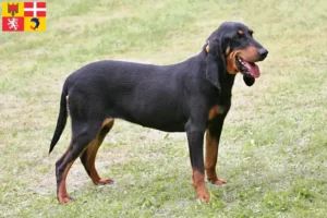 Mehr über den Artikel erfahren Schweizer Laufhund Züchter und Welpen in Auvergne-Rhône-Alpes