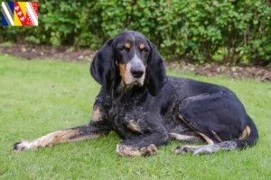 Mehr über den Artikel erfahren Schweizer Laufhund Züchter und Welpen in Grand Est