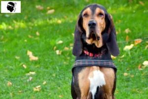 Mehr über den Artikel erfahren Schweizer Laufhund Züchter und Welpen auf Korsika