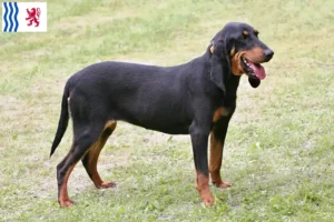 Mehr über den Artikel erfahren Schweizer Laufhund Züchter und Welpen in Nouvelle-Aquitaine