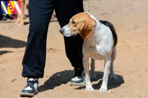 Mehr über den Artikel erfahren Schweizer Niederlaufhund Züchter und Welpen in Grand Est