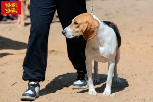 Mehr über den Artikel erfahren Schweizer Niederlaufhund Züchter und Welpen in der Normandie