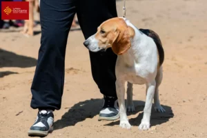 Mehr über den Artikel erfahren Schweizer Niederlaufhund Züchter und Welpen in Okzitanien