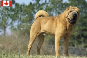 Mehr über den Artikel erfahren Shar Pei Züchter und Welpen in Kanada