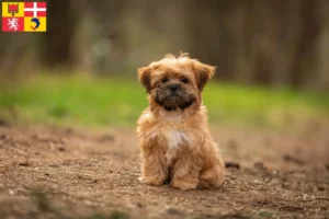 Mehr über den Artikel erfahren Shorkie Züchter und Welpen in Auvergne-Rhône-Alpes