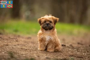 Mehr über den Artikel erfahren Shorkie Züchter und Welpen in Bourgogne-Franche-Comté