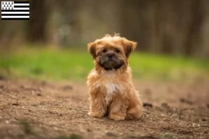 Mehr über den Artikel erfahren Shorkie Züchter und Welpen in der Bretagne