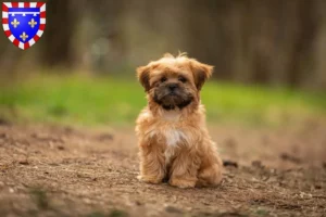 Mehr über den Artikel erfahren Shorkie Züchter und Welpen in Centre-Val de Loire