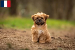 Mehr über den Artikel erfahren Shorkie Züchter und Welpen in Frankreich