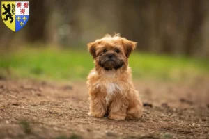 Mehr über den Artikel erfahren Shorkie Züchter und Welpen in Hauts-de-France