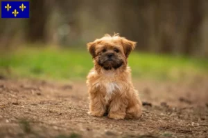 Mehr über den Artikel erfahren Shorkie Züchter und Welpen in Île-de-France