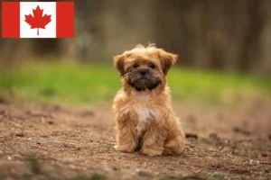 Mehr über den Artikel erfahren Shorkie Züchter und Welpen in Kanada