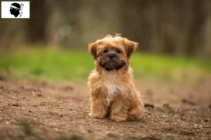 Mehr über den Artikel erfahren Shorkie Züchter und Welpen auf Korsika