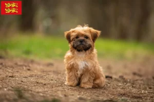 Mehr über den Artikel erfahren Shorkie Züchter und Welpen in der Normandie