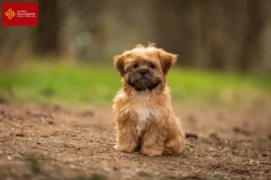 Mehr über den Artikel erfahren Shorkie Züchter und Welpen in Okzitanien