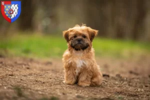 Mehr über den Artikel erfahren Shorkie Züchter und Welpen in Pays de la Loire