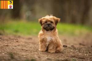 Mehr über den Artikel erfahren Shorkie Züchter und Welpen in der Provence-Alpes-Côte d’Azur