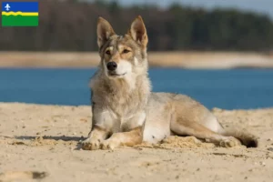 Mehr über den Artikel erfahren Tamaskan Züchter und Welpen in Flevoland