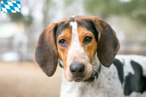 Mehr über den Artikel erfahren Treeing Walker Coonhound Züchter und Welpen in Bayern