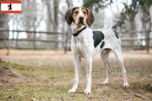 Mehr über den Artikel erfahren Treeing Walker Coonhound Züchter und Welpen in Berlin